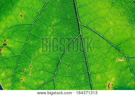 Close up fresh green leaf texture macro background
