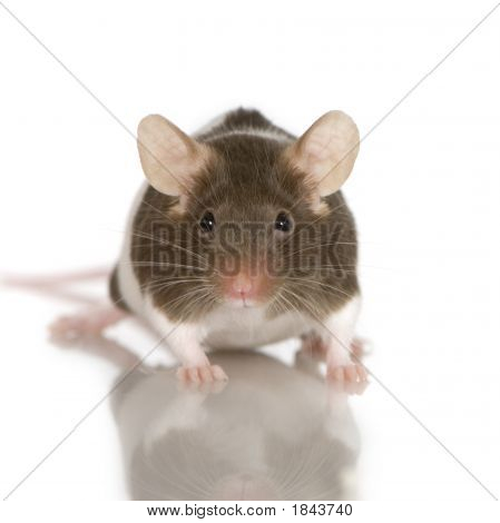 Rat bicolore Panda