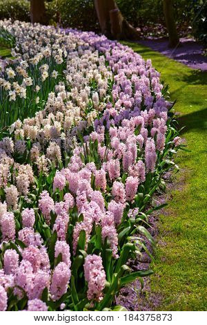Colorful pink and white hyacinth flowers blossom in spring garden.