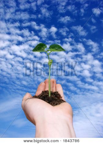 Jeune Plant