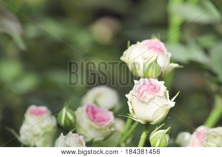 pink roses in the garden , rose