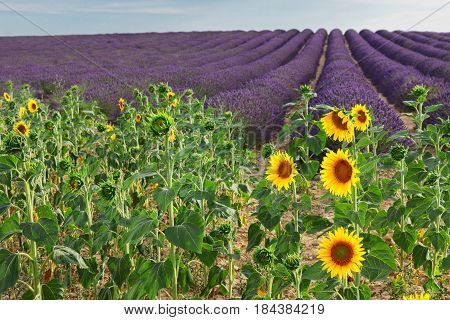 Sunflowers and rows of Lavender flowers, summer field, France