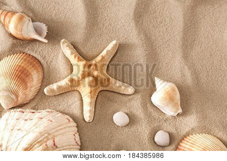 Sea beach sand background with seashells and starfish top view. Natural seashore textured surface