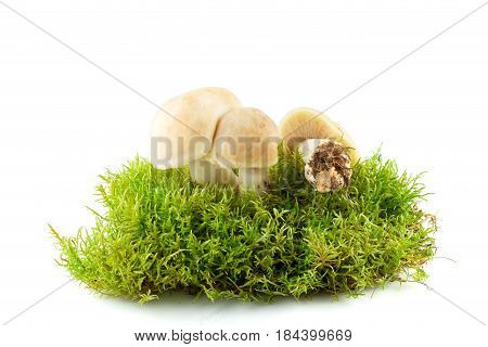 Fresh Calocybe Gambosa. Seasonal Mushrooms.