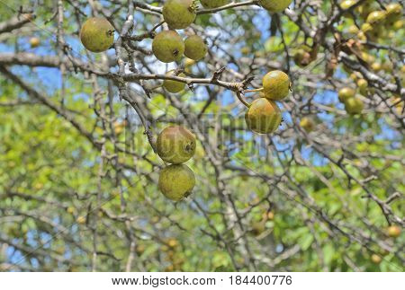 A close up of the wild pears on tree.