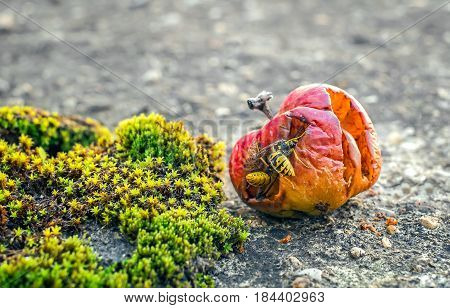 Wasps eating from a rotten apple .