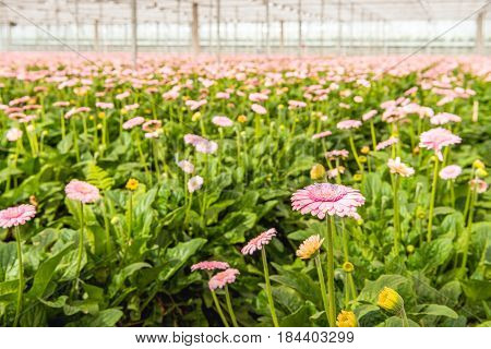 Pale pink flowering Gerbera blooms with yellow hearts in the foreground of many other budding and flowering Gerbera plants in the glasshouse of a Dutch cut flower nursery.