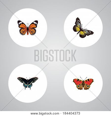 Realistic Morpho Hecuba, American Painted Lady, Summer Insect And Other Vector Elements. Set Of Butterfly Realistic Symbols Also Includes Monarch, Orange, Butterfly Objects.