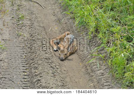 A close up of the very young sika deer (Cervus Nippon).