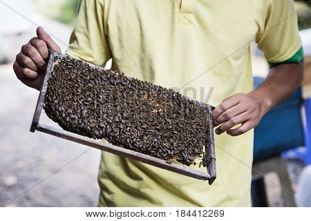 Honey Production