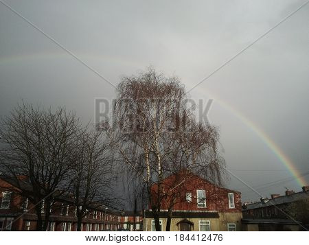 Beautiful Rainbow on Grey Skies and Magnificent Trees