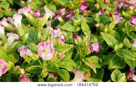 Natural flower background. Amazing nature view of purple and pink flowers blooming in garden.