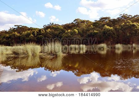 Reeds and cloud reflections in a Lake Couridjah, Thirlmere Lakes National Park, near Picton, NSW, Australia