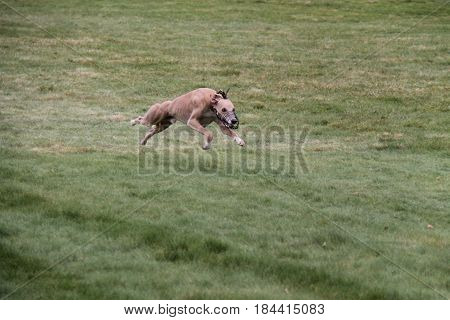 A Lurcher Chasing a Lure in a Dog Race.