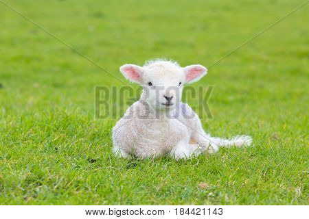 Small Cute Lamb Gambolling In A Meadow In A Farm