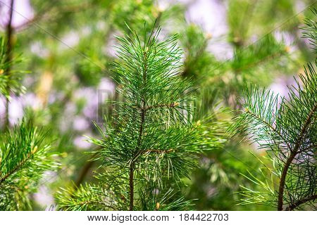 retro close up fir tree unfocused background