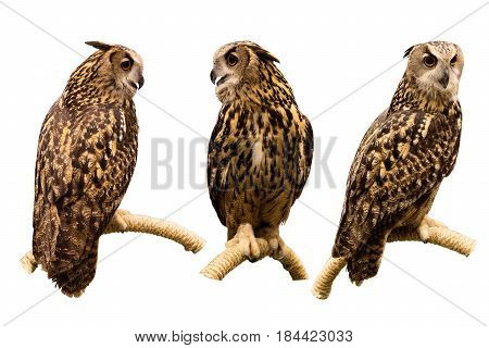 Three set of Eurasian Eagle Owl perched on a branch isolated on white background with clipping path.
