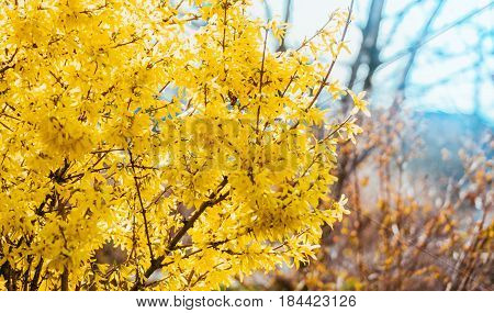 Forsythia flowers in front of with green grass and blue sky. Golden Bell, Border Forsythia (Forsythia x intermedia, Forsythia europaea). Blooming in spring garden bush forsythia. Rural.