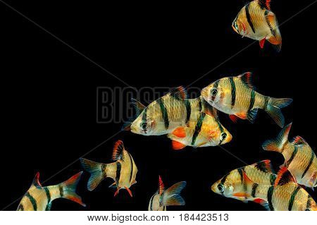 Aquarium Fish ,the Tiger Barb Fish, Sumatra Barb (puntius Tetrazona).