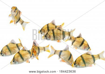 Aquarium Fishthe Tiger Barb Fish, Sumatra Barb (puntius Tetrazona).