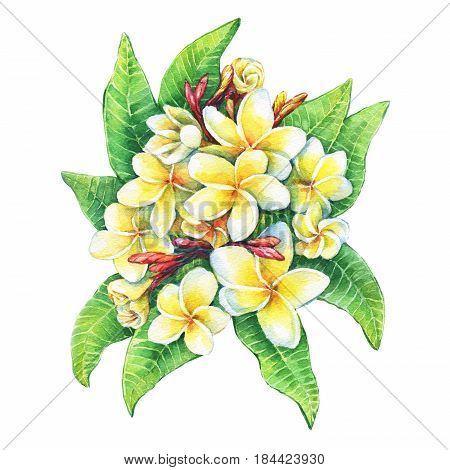 Illustration of tropical resort flowers frangipani (plumeria). Hand drawn watercolor painting on white background.