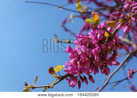 Closed up of pink Judas Judasbaum (Cercis siliquastrum) flowers sprouts in daylight blue sky.