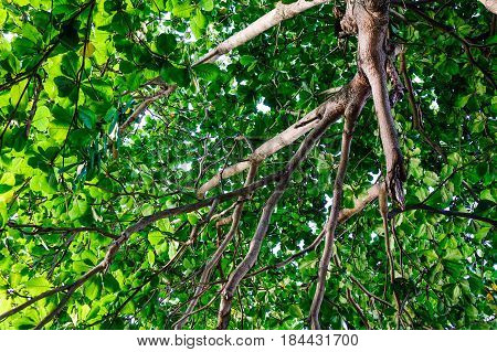 Terminalia Catappa Tree With Green Leaves