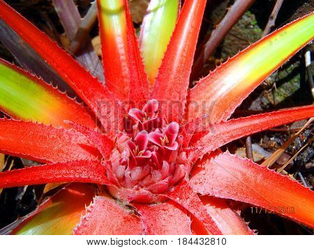 Fire red flower blooming in natural setting