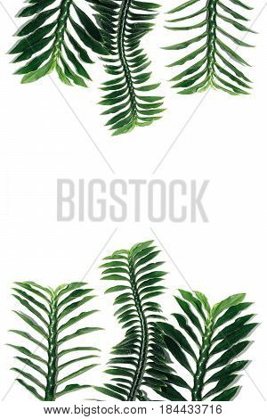 Green Leaf Isolated