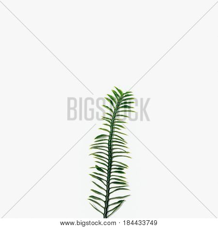 Green Leaf Isolated