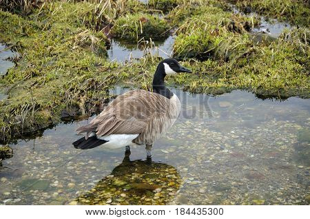 Canada goose (Branta canadensis) in tidal pools on charles island at lowtide in long island sound to Silver Sands State Park in Milford Connecticut.