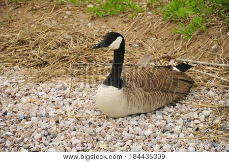 Canada goose (Branta canadensis) nesting on seashells on charles island at lowtide in long island sound to Silver Sands State Park in Milford Connecticut.