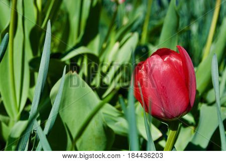 One red tulip with green leaves in the park