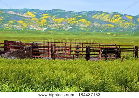 Rustic ranchland on lush green grasslands with wildflowers during spring taken in the Carrizo Plain, CA