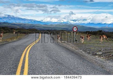 Highway towards Patagonia in Chile with guanacos on the pavement