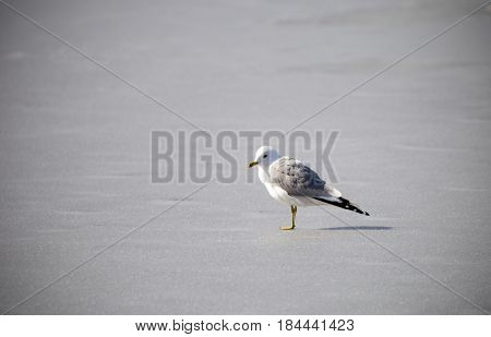 Herring gull standing on ice on a sunny day