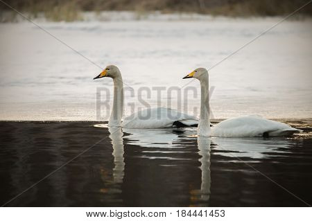 Couple of whooper swans swimming in nearly frozen river in spring-time