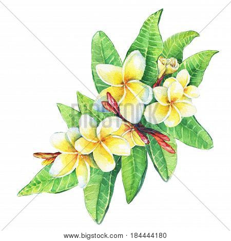 Illustration of tropical  flowers frangipani (plumeria). Hand drawn watercolor painting on white background.