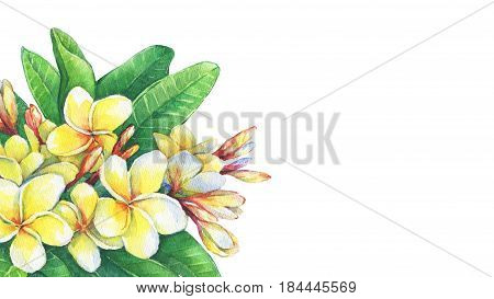 Greeting card of tropical flowers frangipani plumeria. Hand drawn watercolor painting on white background.