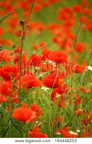 Field full of red poppies flowers in summer