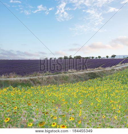 Sunflower and Lavender flowers, summer field landscape, France