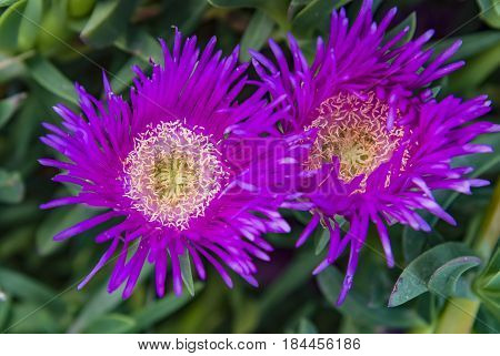 Group of carpobrotus edulis flowers bee modestus