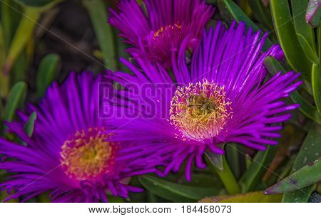 Group of carpobrotus edulis flowers bee modestus