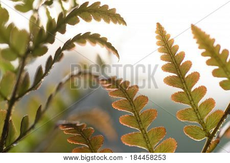 Brilliance Autumn Fern Close-up of Leaves in Spring