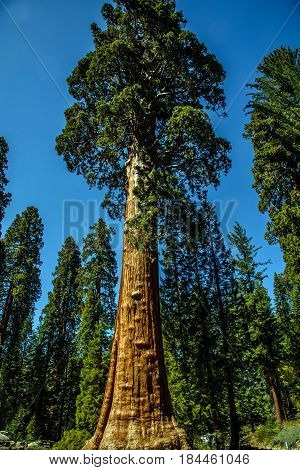 Gigantic Sequoia Redwood Trees In Mariposa Grove.