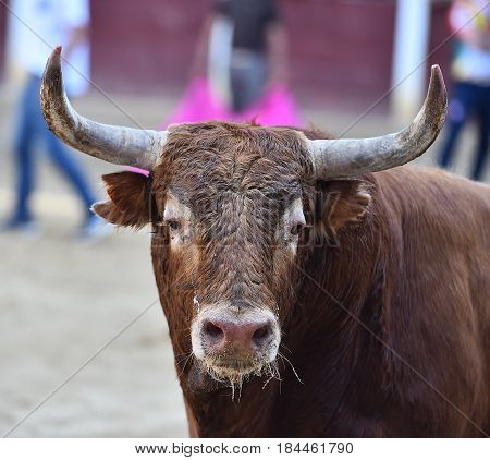 spanish bull in bullring with big horns