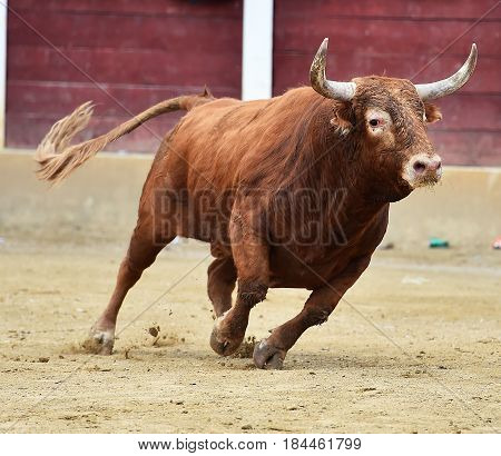 spanish bull in bullring with big horns
