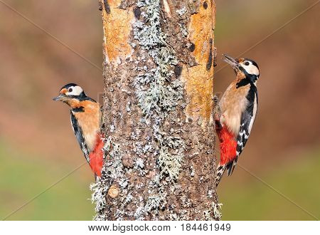 Two great spotted woodpecker perched on a log.