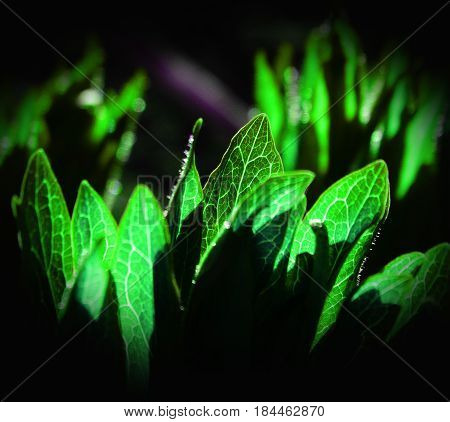 Fresh leaves of grass nature spring summer outdoor macro botany macro plant
