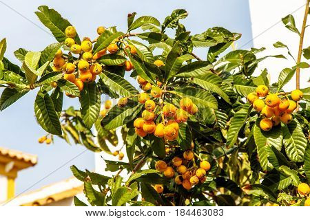 Eriobotrya Japanese, Or Medlar Or Loquat, Or Sesac (lat. Eriobotrya Japonica) With Ripe Fruits